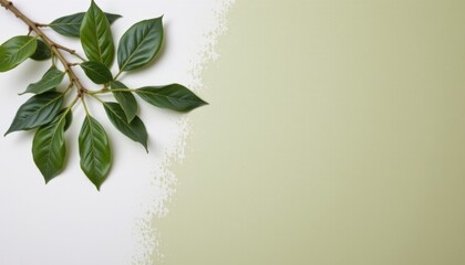 vibrant olive flat lay on left side against white background.