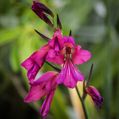 Common corn-flag flowers also known as Eastern gladiolus.