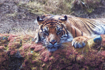 Full spectrum photo of a tiger at the Point Defiance zoo in Tacoma, Washington