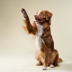 A Nova Scotia Duck Tolling Retriever sits on a beige background, raising one paw in an adorable...