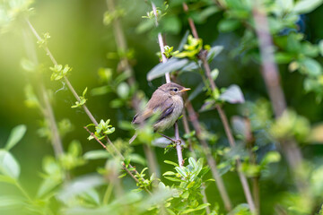 Young Bird in the Bushes. A small brown bird sits in a densely leafy bush, looking attentively to the left. The light falls softly on the young bird.
