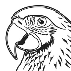 Fototapeta premium head of a eagle