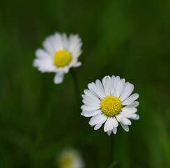 Obraz premium Beautiful close-up of bellis perennis