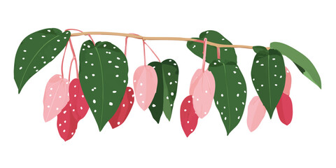 A branch of Peperomia Watermelon with its distinctive heart-shaped, pink fruits and speckled green leaves, isolated on white background.