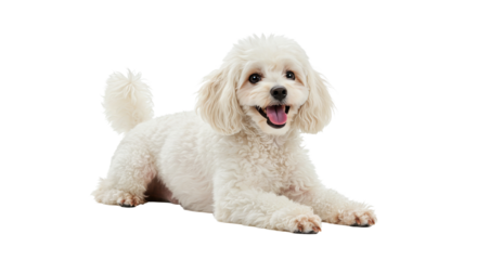 Cute Poodle Standard Miniature Toy Dog isolated on white Transparent background. Happy Small Dog Lying Down on White Background Pet Portrait