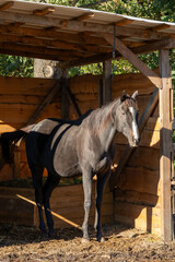 A horse is resting in a wooden shelter in a paddock.
