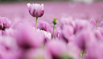 Fotobehang Klaprozen A field full of purple poppies near Erlenbach in Germany, Europe  © Marc Stephan