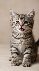 portrait of a cat