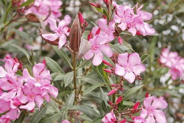 Nerium Oleander blooming bush with pink flowers. High quality background close up photo