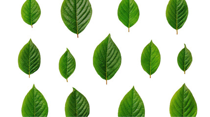 Set of green leaves on a white background, png, transparent