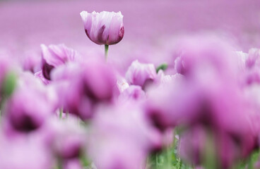 A field full of purple poppies near Erlenbach in Germany, Europe