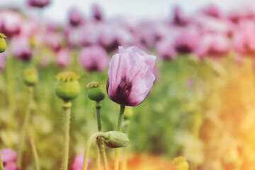 A field full of purple poppies near Erlenbach in Germany, Europe