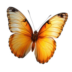 Fototapeta premium Orange butterfly isolated on black