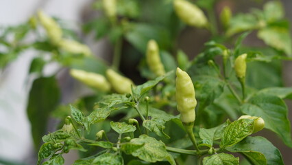 Close-up of fresh green chili peppers growing on plant in garden. Organic farming, spicy vegetable, agriculture background, natural food concept