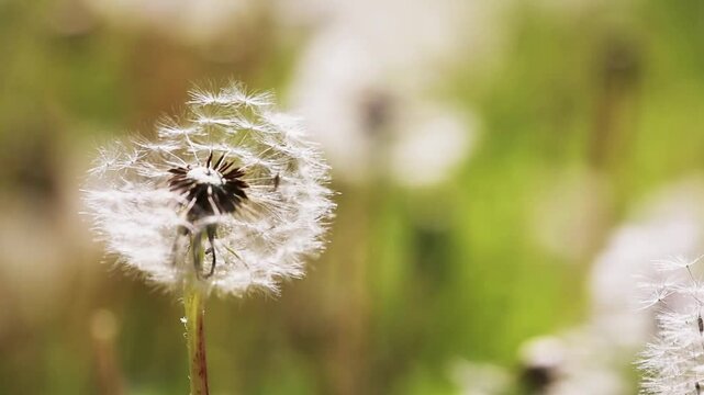 Blow ball dandelion seeds. Hay fever, allergy concept.