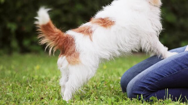 Happy excited dog moving, wagging her tail in the grass, close-up. Pet love.