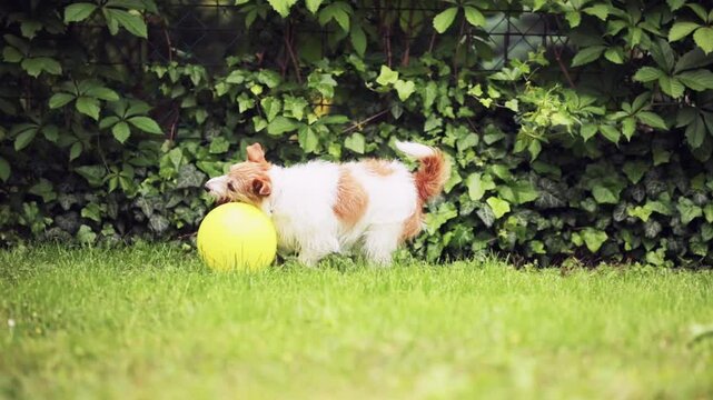 Happy excited jack russell terrier pet dog runs and plays with a toy ball in the grass