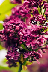 Vivid magenta lilac blossoms in springtime bloom