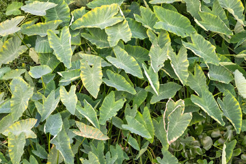 Green leaf taro plant background. Taro is a root vegetable. Its corms, leaves, stems, and petioles are used as green leafy vegetables.