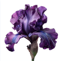 Enthralling Purple Iris Blossom , PNG isolated cut out image