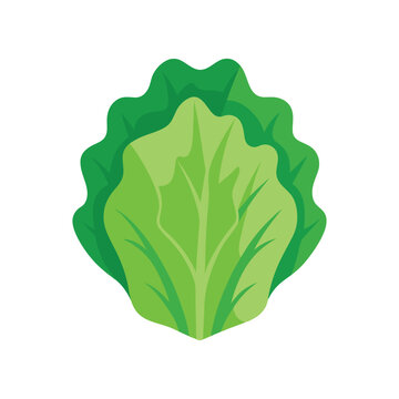 lattuce vector