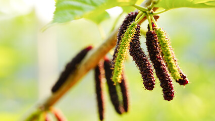 Mulberry tree. Green long fruits mulberries on the branch.