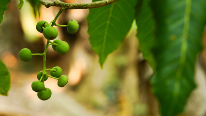 Unripe and green "White Sapote" fruit (or Mexican Apple, Casimiroa) on the tree in Thailand.