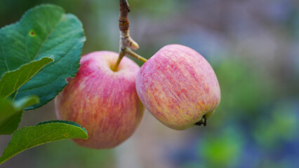Anna apples hanging on a tree, ready to be picked