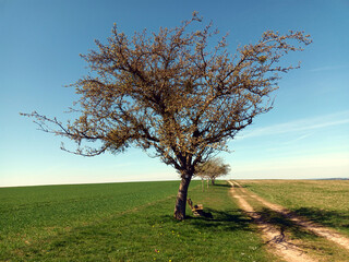 Großer Baum mit Bank zum rasten darunter vor einer Wiese auf dem Premium-Wanderweg Traumschleife...