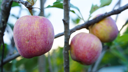 Anna apples hanging on a tree, ready to be picked