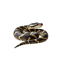 Obraz premium Exotic python snake with yellow and black markings curled against a black background