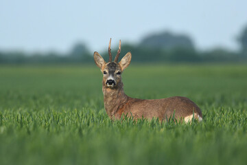 Roebuck capital in the grass