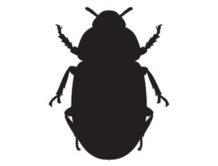 Beetle Silhouette White Background