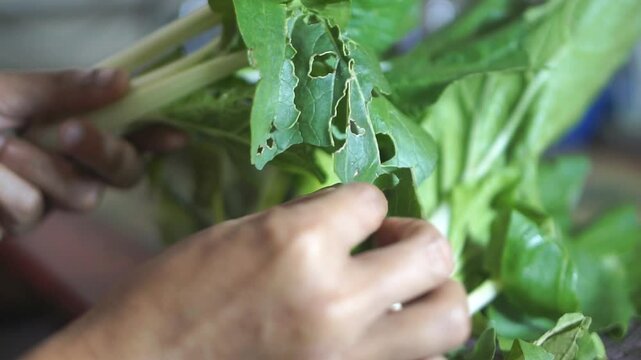 A man is picking green mustard greens or in Latin Brassica rapa