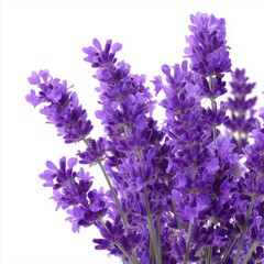 Obraz premium Stunning Purple Lavender Bouquet , PNG isolated cut out image