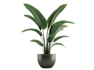 Elegant Green Potted Plant: A serene depiction of a vibrant houseplant in a modern dark grey pot, showcasing the beauty of indoor greenery and evoking a sense of tranquility and freshness.