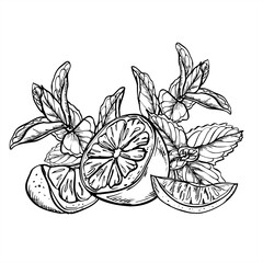 Monochrome vector lemon and lime slices with mint and melissa branches illustration in linear style. Etching drawing of citrus with herbs for beverage packaging, summer cocktail designs, kitchen decor