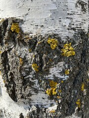 A close-up of birch bark with growing lichen highlighting the natural textures