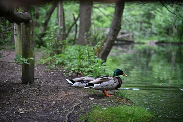 Beautiful duck flocks in the park. Solitude with nature.