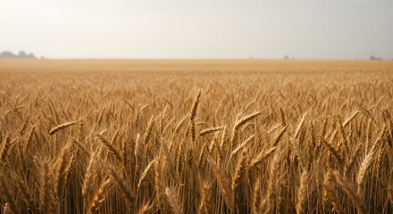Obraz premium Minimalist wheat field with repeating patterns under cloudy sky
