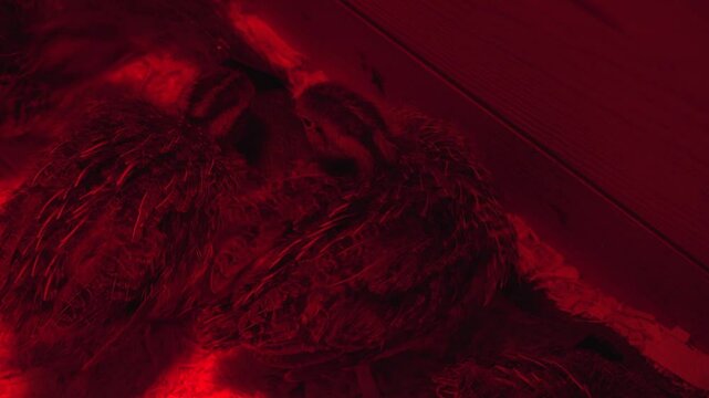 Close-up overhead view of baby Jumbo Coturnix Quails cleaning them selfs and huddling together in a pen with a red heat lamp.
