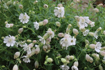 lepnica zwarta Druett's Variegated Silene uniflora © Perovskia