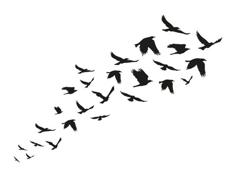 A flock of black crows. Halloween birds. Vector clipart.
