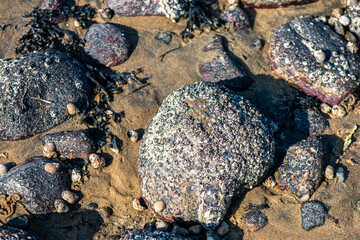 Macro View of Balanus sp. on Coastal Rock