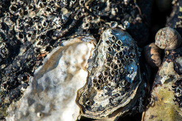 Macro View of Balanus sp. on Coastal Rock