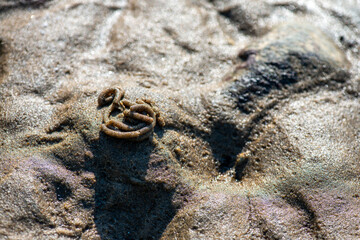 Macro View of Balanus sp. on Coastal Rock