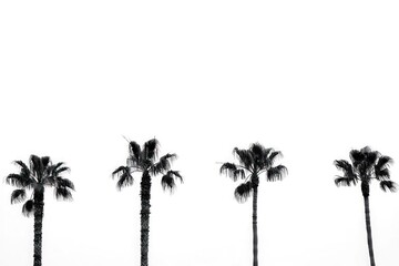 Obraz premium Four silhouetted palm trees against white sky