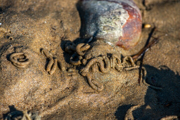 Macro View of Balanus sp. on Coastal Rock