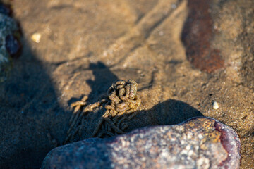 Macro View of Balanus sp. on Coastal Rock