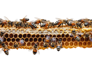 Honey Bee Harmony: A detailed view of a honeycomb teeming with industrious bees, showcasing their intricate work and the natural beauty of their home.